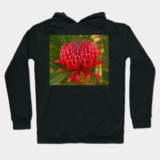 Waratah in the wild Hoodie